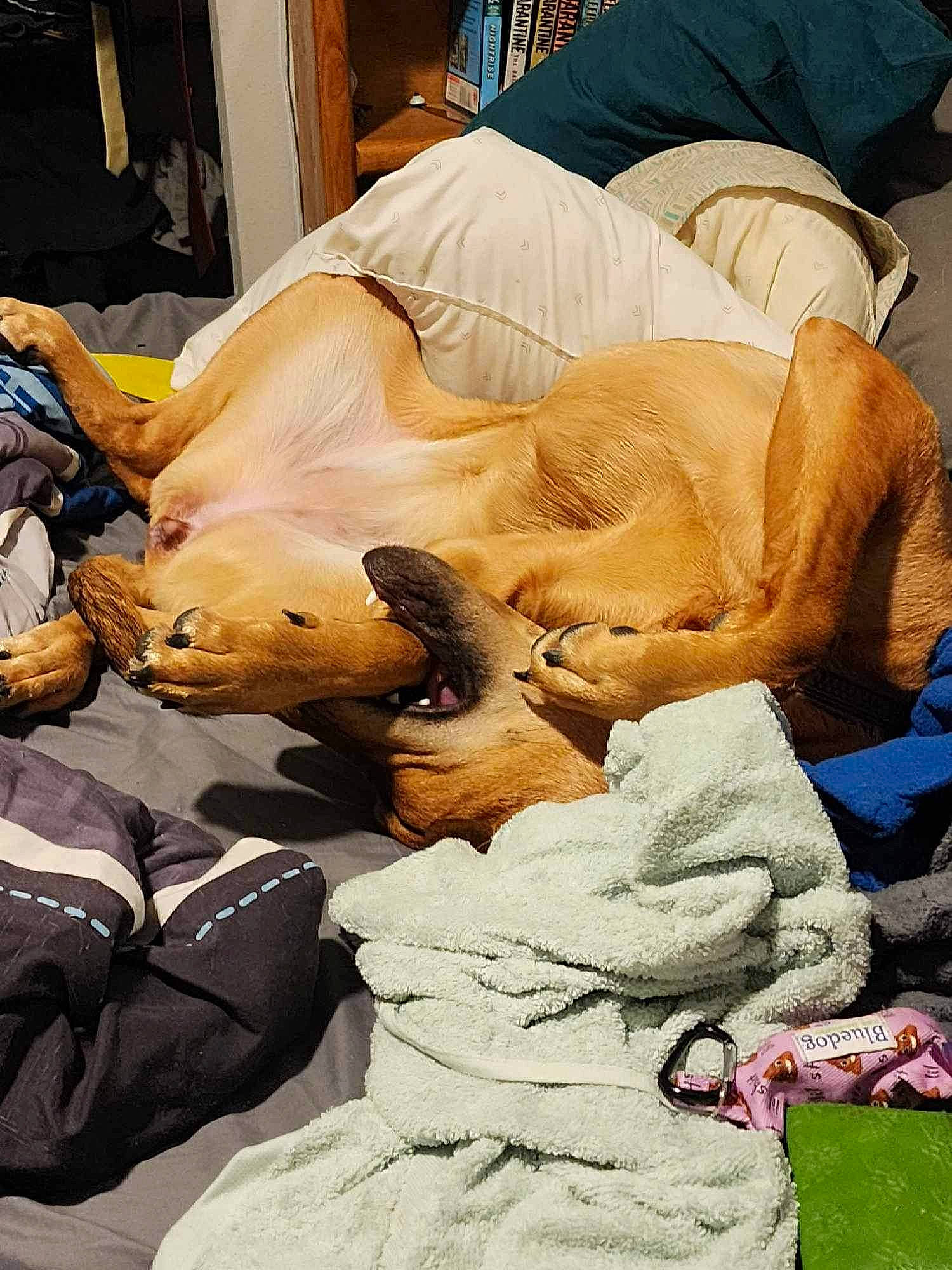 Alina is registered to the contest to win money with this photo: bed, bed_sheet, bedding, canidae, carnivore, comfort, companion_dog, dog, dog_breed, fawn, felidae, fur, human_leg, knee, linens, nap, sitting, small_to_medium_sized_cats, sporting_group, wood