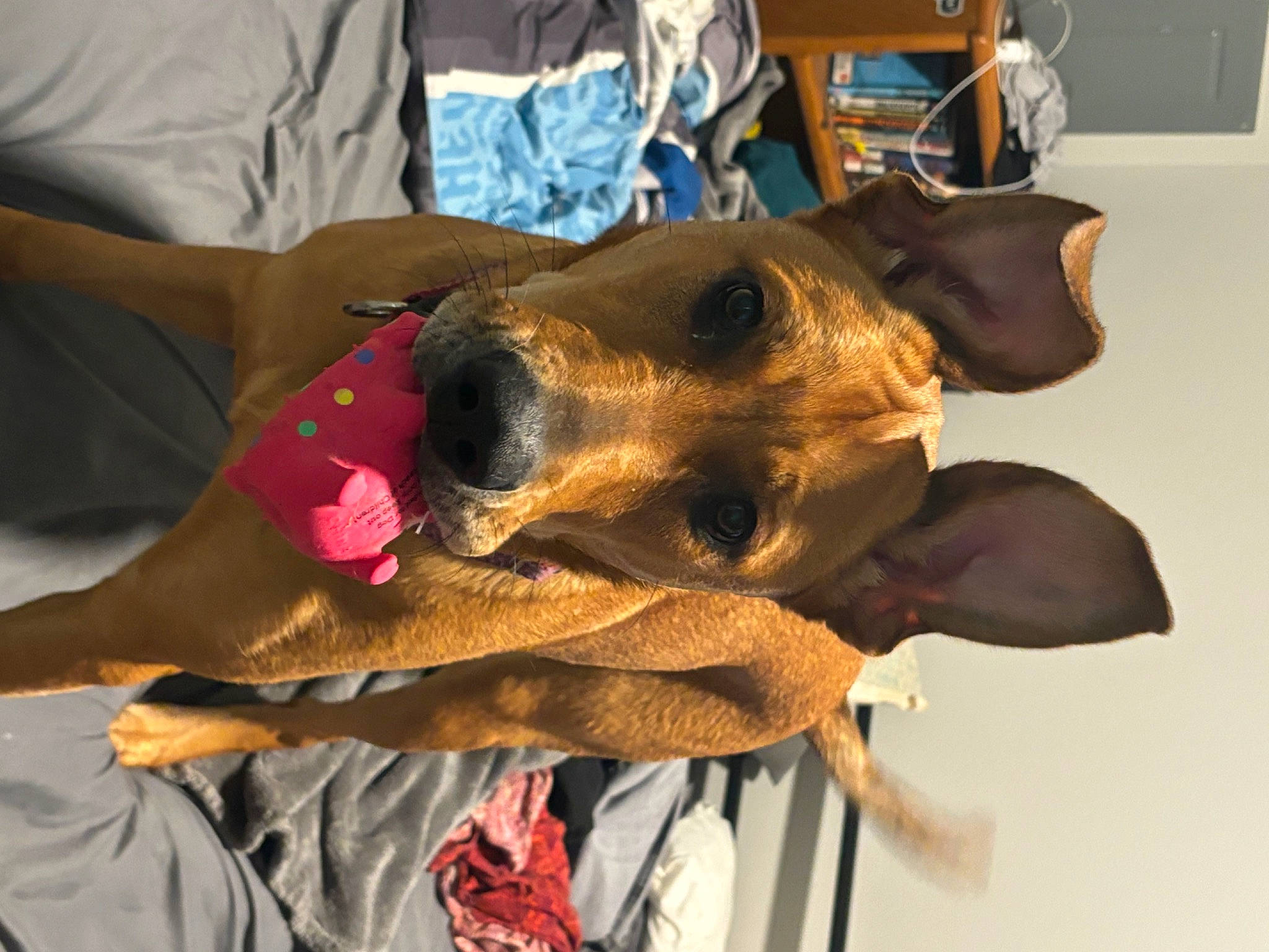 Alina is registered to the contest to win money with this photo: canidae, carnivore, collar, comfort, companion_dog, dog, dog_breed, dog_supply, eyewear, fashion_accessory, fawn, fur, hat, personal_protective_equipment, polar_fleece, sleeve, sporting_group, sunglasses, whiskers, working_animal