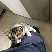 Biscuit participe au concours pour gagner de l'argent avec cette photo : animal, black, brown, cat, clinging, clothing, curious, cute, domestic, feline, floor, home, indoor, kitten, person, pet, small, tabby, white, young