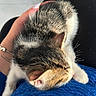 kitten, cat, sleeping, fur, hand, blue_clothing, texture, resting, cozy, pet, animal, domestic, whiskers, ear, paw, human_hand, nail_polish, bracelet, black_pants, indoor