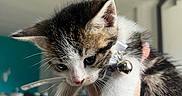 Biscuit participe au concours pour gagner de l'argent avec cette photo : kitten, cat, pet, indoor, animal, young, fur, whiskers, collar, bell, hand, holding, cute, closeup, domestic, feline, curious, soft_light, background, person