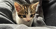 Biscuit participe au concours pour gagner de l'argent avec cette photo : animal, blanket, cat, comfort, cozy, curious, cute, domestic, ears, eyes, feline, fur, indoor, kitten, pet, resting, small, soft, whiskers, young