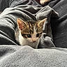 kitten, cat, animal, pet, cute, small, feline, fur, whiskers, ears, eyes, blanket, soft, cozy, indoor, resting, young, curious, comfort, domestic