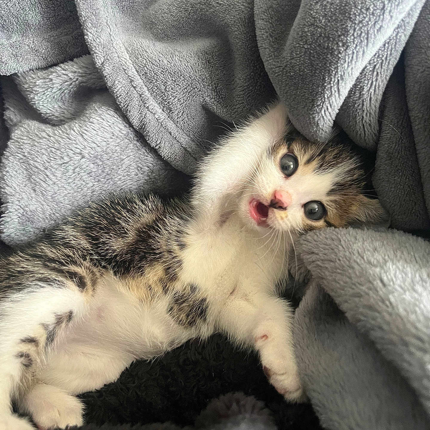 Biscuit