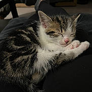 Biscuit participe au concours pour gagner de l'argent avec cette photo : kitten, cat, sleeping, pet, fur, pink_nose, whiskers, indoor, cozy, lap, legs, black_pants, socks, home, relaxation, animal, cute, feline, resting, soft