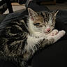 kitten, cat, sleeping, pet, fur, pink_nose, whiskers, indoor, cozy, lap, legs, black_pants, socks, home, relaxation, animal, cute, feline, resting, soft