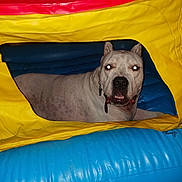 Honcho joined the competition — help win amazing prizes! dog, white_dog, inflatable, colorful, red, yellow, blue, pet, animal, indoor, flash, glowing_eyes, ear_cropped, guarding, resting, looking, collar, tag, closeup, portrait