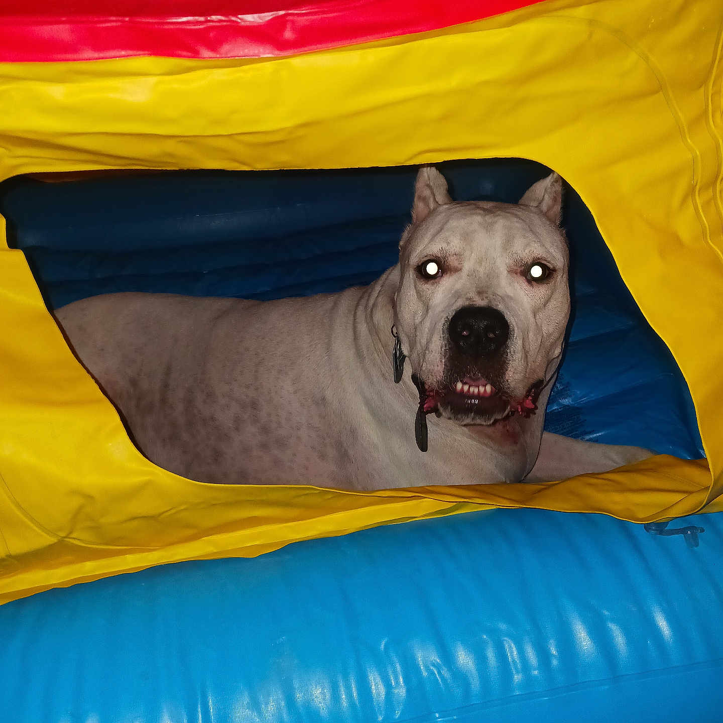 Honcho joined the competition — help win amazing prizes! animal, blue, closeup, collar, colorful, dog, ear_cropped, flash, glowing_eyes, guarding, indoor, inflatable, looking, pet, portrait, red, resting, tag, white_dog, yellow