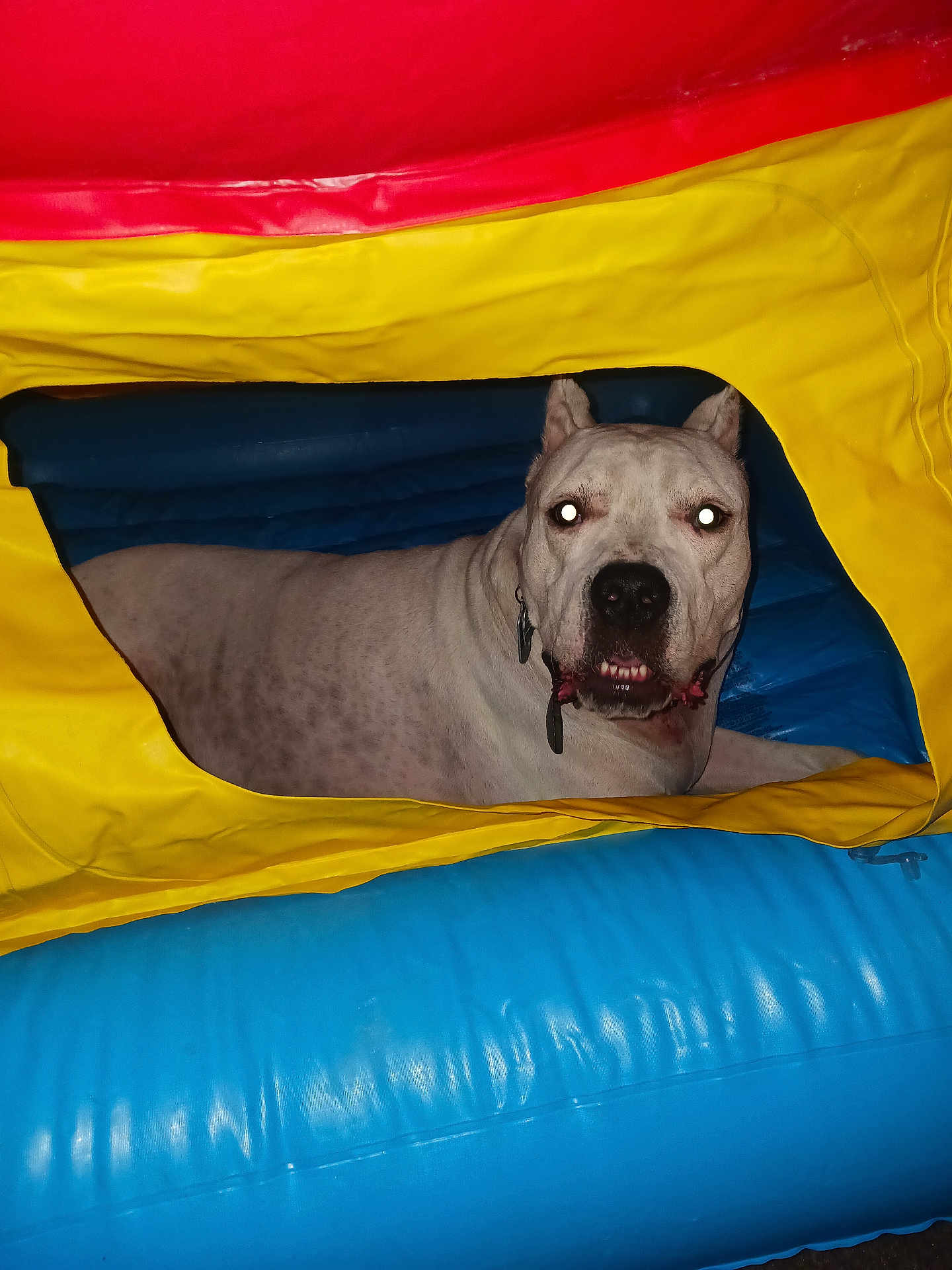 Honcho joined the competition — help win amazing prizes! dog, white_dog, inflatable, colorful, red, yellow, blue, pet, animal, indoor, flash, glowing_eyes, ear_cropped, guarding, resting, looking, collar, tag, closeup, portrait