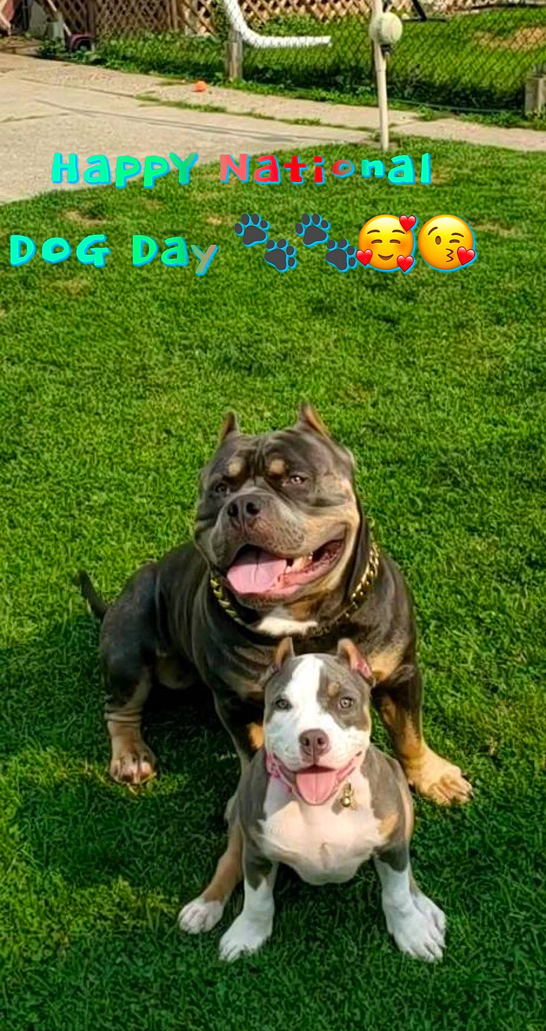 Al Capone joined the competition — help win amazing prizes! bulldog, canidae, carnivore, collar, companion_dog, dog, dog_breed, dog_collar, fawn, grass, green, lawn, leash, photo_caption, plant, pumpkin, snout, sporting_group, whiskers, working_animal