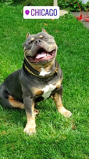 Al Capone is registered to the contest to win money with this photo: amphibian, ancient_dog_breeds, art, canidae, carnivore, companion_dog, dog, dog_breed, fawn, grass, guard_dog, lawn_ornament, plant, snout, sporting_group, terrestrial_animal, toy, whiskers, working_animal, working_dog