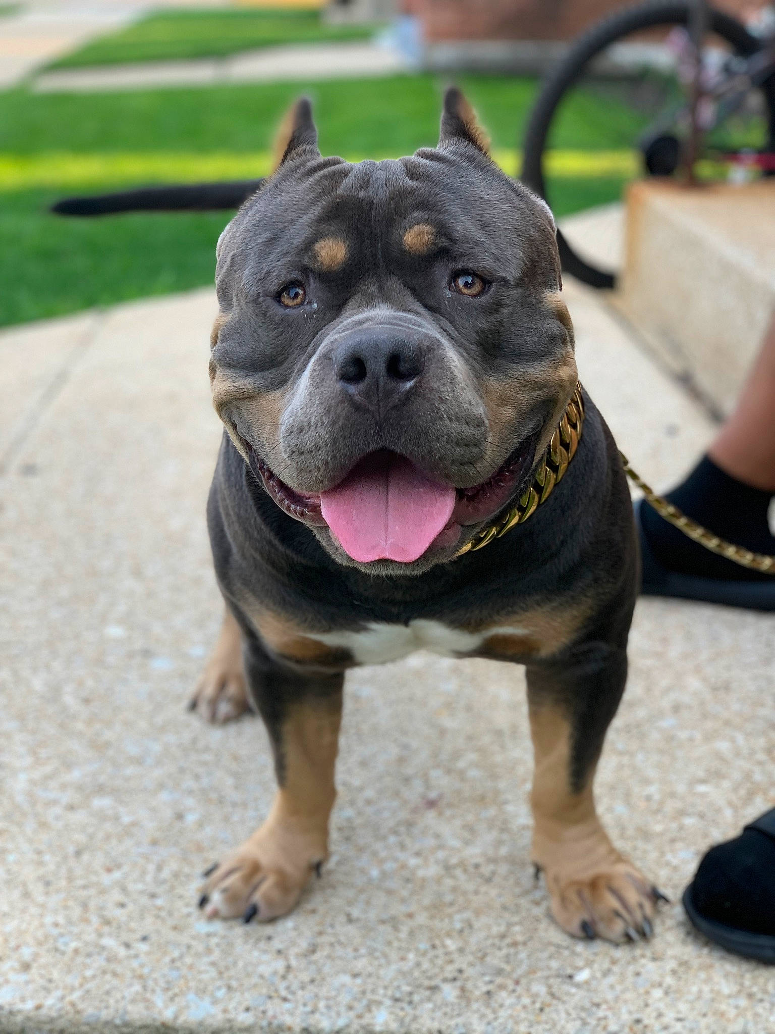 Al Capone joined the competition — help win amazing prizes! bulldog, canidae, carnivore, collar, companion_dog, dog, dog_breed, dog_collar, fawn, flower, grass, molosser, plant, road_surface, snout, sporting_group, terrestrial_animal, whiskers, working_animal, working_dog