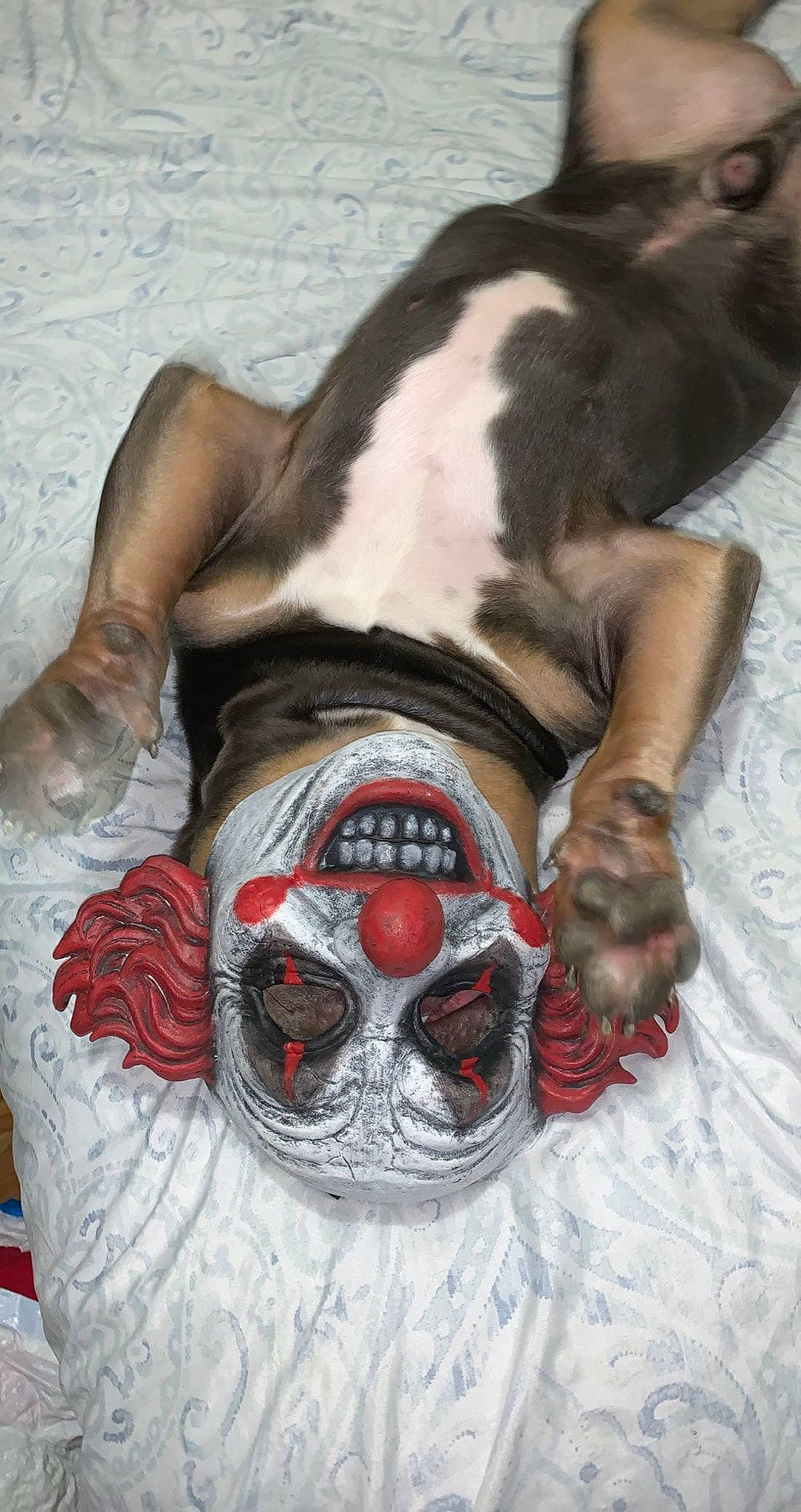 Al Capone joined the competition — help win amazing prizes! art, artifact, bone, carmine, carnivore, chest, companion_dog, dog, dog_breed, dog_supply, fawn, fictional_character, flesh, fur, liver, religious_item, skull, snout, visual_arts, working_animal