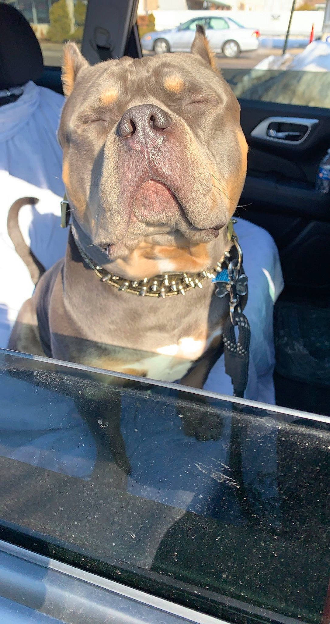 Al Capone joined the competition — help win amazing prizes! automotive_exterior, bumper, carnivore, collar, companion_dog, dog, dog_breed, dog_collar, fang, fawn, gas, jaw, liver, motor_vehicle, snout, sporting_group, whiskers, windshield, working_animal, wrinkle