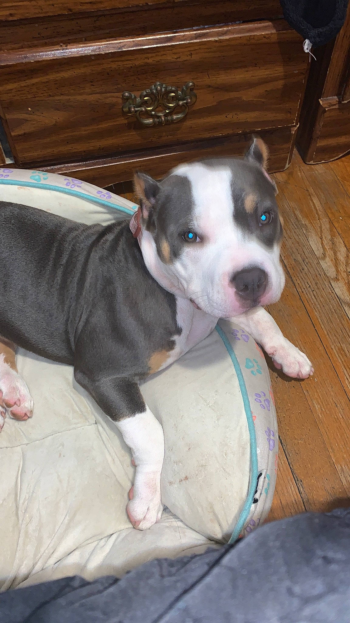 Chula joined the competition — help win amazing prizes! boston_terrier, canidae, carnivore, collar, comfort, companion_dog, dog, dog_breed, dog_collar, ear, fawn, fur, hardwood, non_sporting_group, snout, sporting_group, whiskers, wood, working_animal