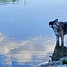 Lady a rejoint le concours — aidez-le/la à gagner de superbes lots ! dog, water, reflection, clouds, nature, outdoor, grass, lake, animal, pond, sky, calm, peaceful, standing, curious, shore, daylight, canine, blue, landscape