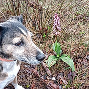 Lady a rejoint le concours — aidez-le/la à gagner de superbes lots ! dog, animal, outdoor, grass, flower, plant, collar, nature, pet, brown, white, black, twigs, bushes, leaf, canine, muzzle, side_view, wildlife, ground