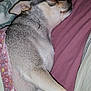 Coco is registered to the contest to win money with this photo: dog, sleeping, bed, blanket, comfort, cozy, pet, rest, indoor, fur, animal, cute, relaxation, domestic, canine, pink, gray, white, closeup, nap