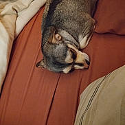 Coco joined the competition — help win amazing prizes! dog, sleeping, bed, blanket, pillow, indoor, cozy, resting, fur, canine, pet, relaxation, comfort, brown, white, animal, cute, domestic, nap, quiet