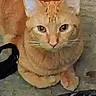 Jasper joined the competition — help win amazing prizes! cat, ginger_cat, animal, pet, feline, close_up, sitting, looking, ears, whiskers, fur, eyes, nose, paws, indoor, floor, curious, mammal, domestic_animal, face