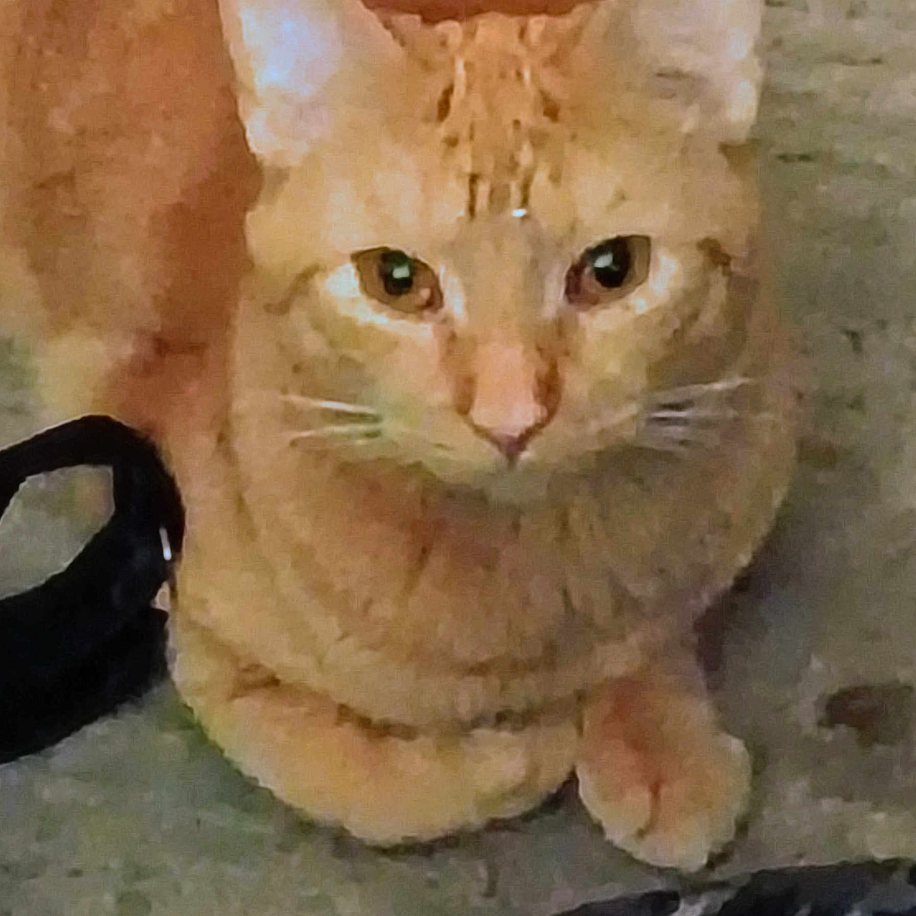 Jasper joined the competition — help win amazing prizes! cat, ginger_cat, animal, pet, feline, close_up, sitting, looking, ears, whiskers, fur, eyes, nose, paws, indoor, floor, curious, mammal, domestic_animal, face
