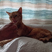Jasper is registered to the contest to win money with this photo: cat, ginger_cat, bed, quilt, hand, licking, indoor, curtains, window, striped_curtains, pet, feline, resting, cozy, domestic, animal, playful, white_bedspread, human_hand, affection