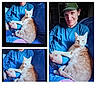 man, cat, orange_tabby, blue_shirt, green_cap, couch, indoor, pet, relaxed, smile, collage, three_photos, lap, companion, friendship, comfort, furniture, home, casual, seated