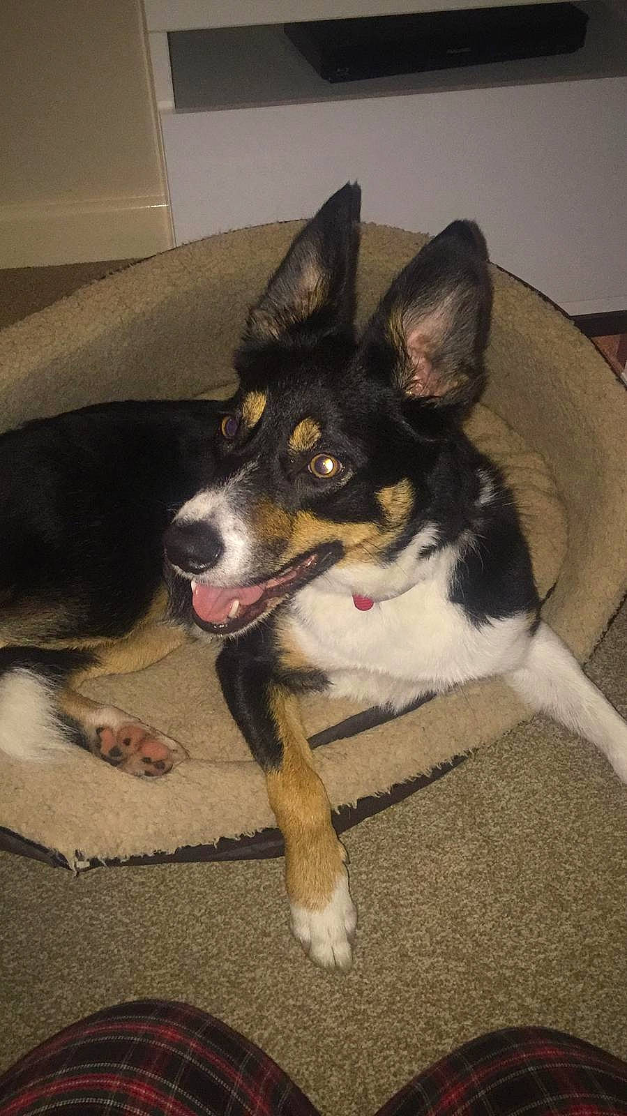 Storm is registered to the contest to win money with this photo: australian_kelpie, canidae, carnivore, dog, dog_breed, feist, mammal, miniature_fox_terrier, rare_breed_dog, rat_terrier, smooth_collie, teddy_roosevelt_terrier, vertebrate