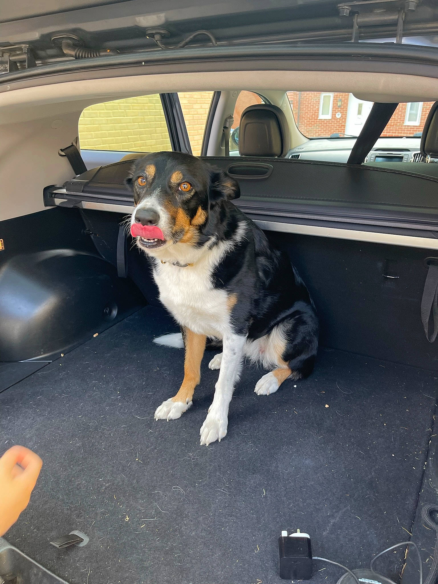 Storm is registered to the contest to win money with this photo: asphalt, auto_part, automotive_design, automotive_exterior, automotive_lighting, automotive_tire, automotive_wheel_system, bumper, car, carnivore, collar, companion_dog, dog, dog_breed, fender, motor_vehicle, tire, vehicle, vehicle_door, window