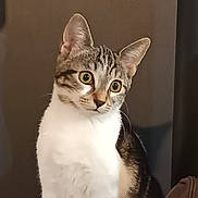 Aly a rejoint le concours — aidez-le/la à gagner de superbes lots ! cat, pet, animal, feline, tabby, white_chest, ears, whiskers, eyes, sitting, indoor, curious, portrait, furry, domestic, cute, mammal, looking, side_view, background