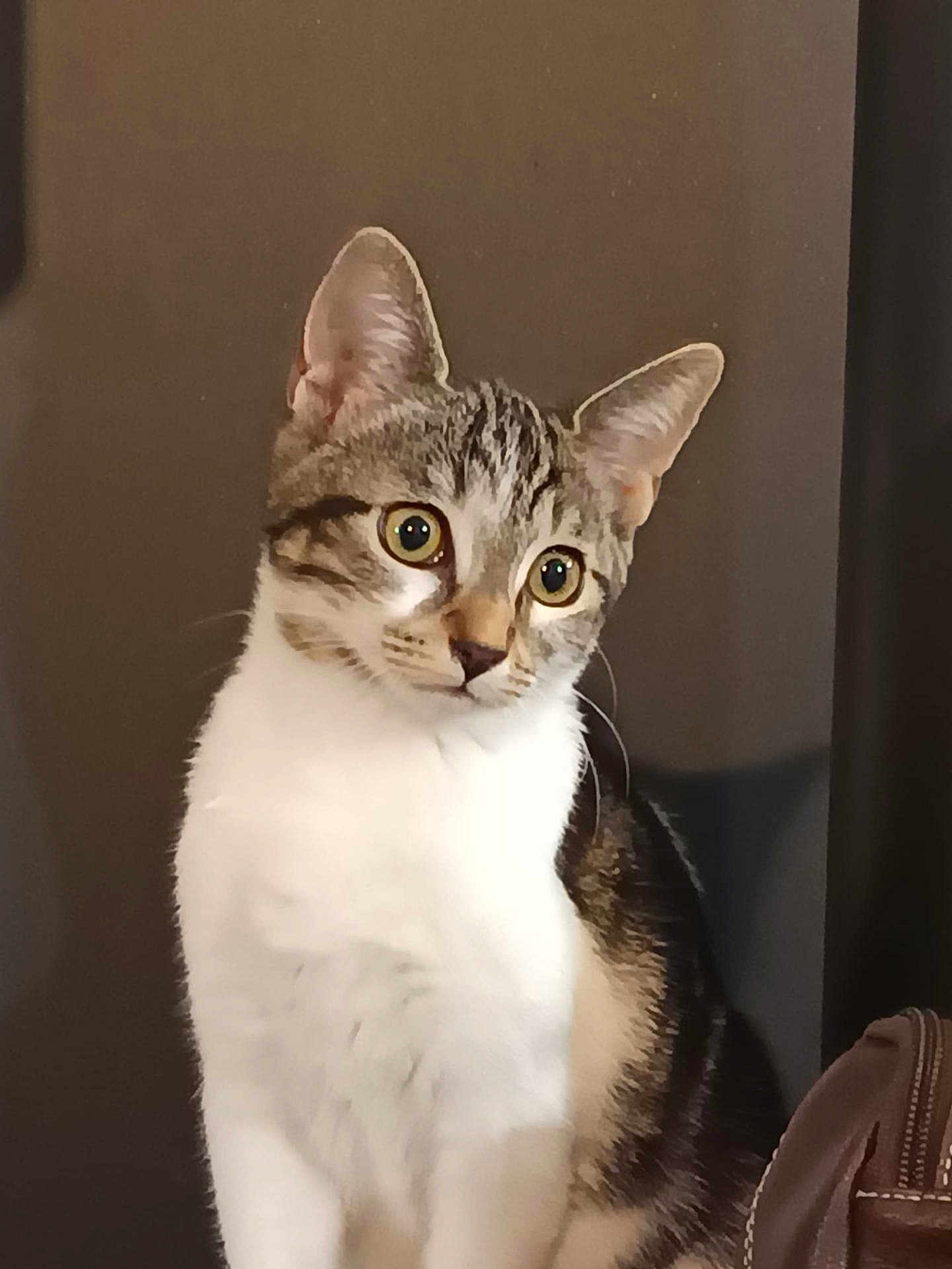 Aly a rejoint le concours — aidez-le/la à gagner de superbes lots ! cat, pet, animal, feline, tabby, white_chest, ears, whiskers, eyes, sitting, indoor, curious, portrait, furry, domestic, cute, mammal, looking, side_view, background