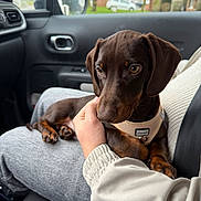 Bob participe au concours pour gagner de l'argent avec cette photo : dog, puppy, dachshund, brown_dog, pet, car_interior, person, lap, hand, seatbelt, clothing, window, side_mirror, trees, house, gray_pants, beige_jacket, harness, sitting, cute