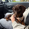dog, puppy, dachshund, brown_dog, pet, car_interior, person, lap, hand, seatbelt, clothing, window, side_mirror, trees, house, gray_pants, beige_jacket, harness, sitting, cute