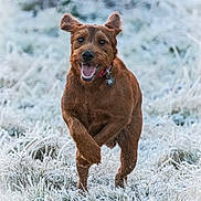 Parker joined the competition — help win amazing prizes! dog, running, brown_dog, frost, snow, grass, outdoor, happy, animal, pet, nature, winter, energetic, playful, collar, muzzle, ears, tongue, daylight, field