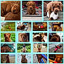 Parker joined the competition — help win amazing prizes! dog, puppy, brown_dog, sleeping, playing, toy, outdoor, indoor, grass, water, person, leash, bed, couch, collar, bow_tie, harness, pool, nature, companion