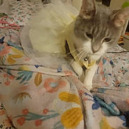 Domino joined the competition — help win amazing prizes! animal, bed, blanket, cat, collar, cozy, cute, domestic, fabric, floral_pattern, fur, furniture, indoor, paws, pet, soft, tail, tutu, whiskers, yellow