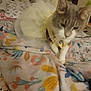 animal, bed, blanket, cat, collar, cozy, cute, domestic, fabric, floral_pattern, fur, furniture, indoor, paws, pet, soft, tail, tutu, whiskers, yellow