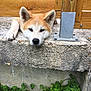 Obby participe au concours pour gagner de l'argent avec cette photo : animal, canine, closeup, concrete, curious, daylight, dog, ears, face, greenery, leaf, metal_post, nature, nose, outdoor, paw, pet, relaxed, resting, wooden_fence