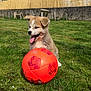puppy, dog, grass, soccer_ball, outdoor, pet, animal, playful, tongue_out, greenery, sunlight, fence, yard, cute, young_dog, nature, fun, summer, fluffy, adorable