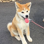 Obby a rejoint le concours — aidez-le/la à gagner de superbes lots ! dog, puppy, akita, sitting, leash, tongue_out, pavement, stone_wall, outdoor, pet, young_dog, fur, cute, animal, canine, playful, happy, mammal, companion, domestic_animal