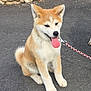 dog, puppy, akita, sitting, leash, tongue_out, pavement, stone_wall, outdoor, pet, young_dog, fur, cute, animal, canine, playful, happy, mammal, companion, domestic_animal