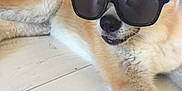 Obby participe au concours pour gagner de l'argent avec cette photo : animal, brown, canine, close_up, cool, cute, dog, ears, floor, fur, home, indoor, laying_down, light_wood_floor, pet, relaxed, shaded_eyes, sunglasses, tongue, white