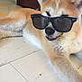 animal, brown, canine, close_up, cool, cute, dog, ears, floor, fur, home, indoor, laying_down, light_wood_floor, pet, relaxed, shaded_eyes, sunglasses, tongue, white
