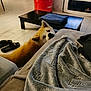 blanket, brown, canine, coffee_table, couch, cozy, curious, dog, floor, fur, furniture, home, indoors, living_room, pet, relaxing, resting, slippers, towel, wooden_floor