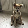 puppy, dog, indoor, floor, wooden_floor, radiator, pet, young_dog, fur, cute, animal, sitting, light, home, domestic_animal, small_dog, adorable, portrait, canine, companion