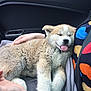 puppy, dog, sleeping, tongue_out, lap, person, hand, car_interior, seatbelt, blanket, furry, cute, pet, relaxed, cozy, window, clothing, colorful, resting, indoor