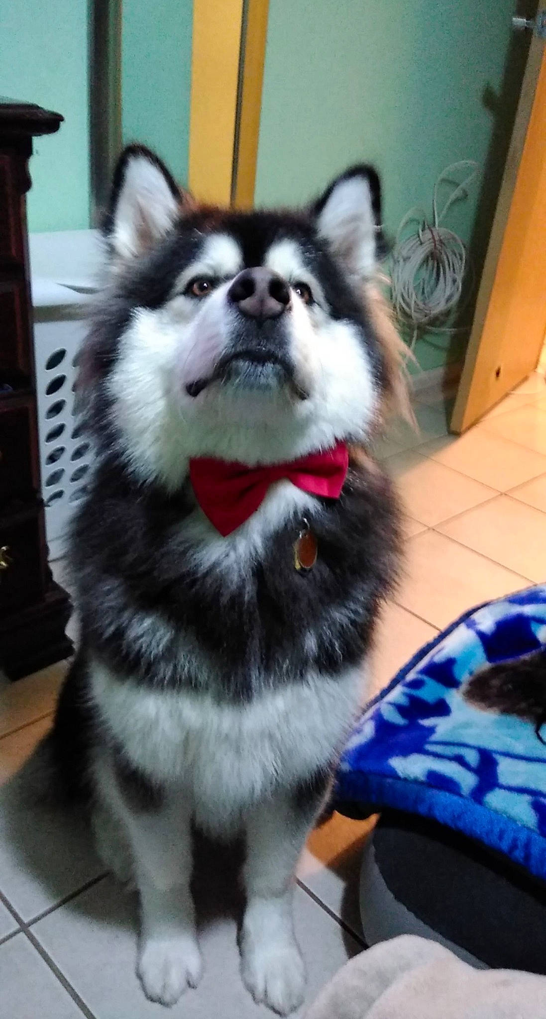 Ava is registered to the contest to win money with this photo: ancient_dog_breeds, canidae, carnivore, collar, companion_dog, dog, dog_breed, dog_supply, flooring, fur, non_sporting_group, pet_supply, siberian_husky, sled_dog, snout, sporting_group, working_animal, working_dog