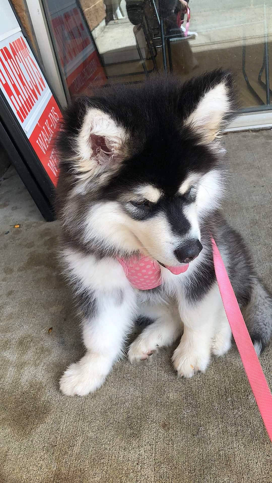 Ava is registered to the contest to win money with this photo: ancient_dog_breeds, canidae, canis, carnivore, companion_dog, dog, dog_breed, foot, fur, non_sporting_group, sled_dog, snout, sporting_group, terrestrial_animal, working_animal, working_dog