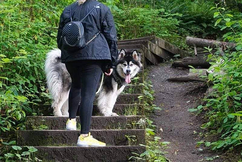 Ava is registered to the contest to win money with this photo: adventure, border_collie, canidae, carnivore, companion_dog, dog, dog_breed, dog_hiking, forest, fur, grass, herding_dog, leisure, plant, recreation, sporting_group, tree, walking, working_animal, working_dog