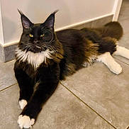 Aragorn participe au concours pour gagner de l'argent avec cette photo : cat, maine_coon, black_and_white, fluffy, feline, pet, animal, indoor, floor, tiled_floor, whiskers, yellow_eyes, relaxed, lying_down, long_fur, paws, ears, tail, domestic_cat, cute